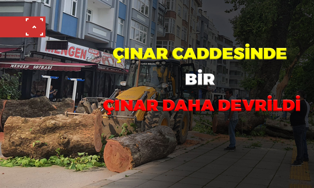 ÇINAR CADDESİNDE BİR ÇINAR DAHA DEVRİLDİ